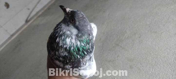 মাদি কবুতর ঠিকানা:উত্তর আগ্রাবাদ চট্টগ্রাম